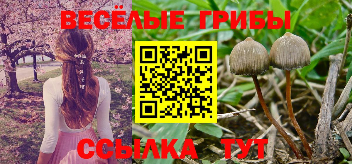 Семилуки  Галлюциногенные грибы Psilocybe  Вход с VPN 